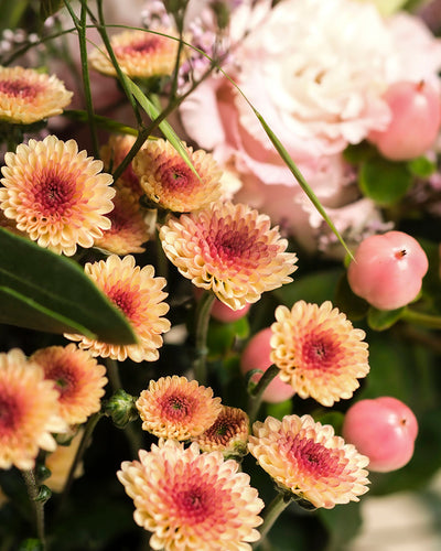 Eine Nahaufnahme von Morgenlicht, einem von Hand gebundenen Strauß mit pfirsichfarbenen Chrysanthemen, rosafarbenen Blüten, grünen Blättern, blassrosa Rosen und runden rosafarbenen Beeren in weichem Licht - perfekt für Ihr Zuhause.