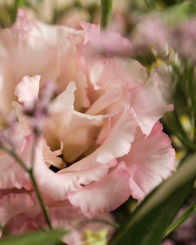 Nahaufnahme der zarten Morgenlichtblume mit hellrosa, gekräuselten Blütenblättern, umgeben von verschwommenen grünen Blättern und violetten Herbstblumen im Hintergrund.