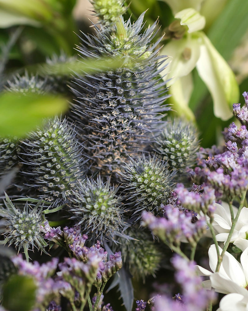 Nahaufnahme der stacheligen blauen Distelblüten im Nebelmeer-Strauß, umgeben von zarten lila und weißen Blüten und grünen Blättern im Hintergrund.