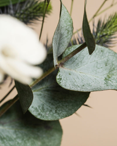 Nahaufnahme von grünen Eukalyptusblättern mit sichtbaren Adern, zarten Blüten, die im Hintergrund verschwimmen, und Kiefernnadeln - alles vor einem beigen Hintergrund, der den zarten Charme des Nebelmeers einfängt.