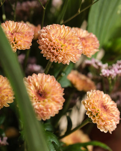 Nahaufnahme von mehreren pfirsichfarbenen Chrysanthemenblüten aus der Kollektion "Herbstfreude" in voller Blüte, umgeben von grünen Blättern und kleinen lila Blüten - eine fröhliche Mischung, perfekt für einen Herbststrauß in warmen Farben.