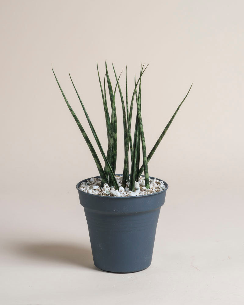 Die Sansevieria 'Mikado' - feey hat aufrechte, schlanke grüne Blätter in einem dunkelgrauen Topf mit weißen Kieselsteinen vor einem hellbeigen Hintergrund.
