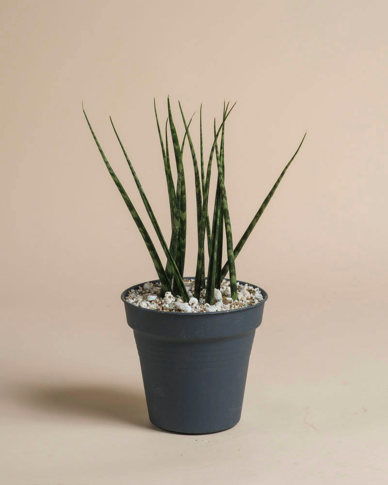 Eine hohe Sansevieria 'Mikado' - feey mit aufrechten, spitzen grünen Blättern steht in einem dunkelgrauen Topf mit weißen Kieselsteinen vor einem schlichten beigen Hintergrund.