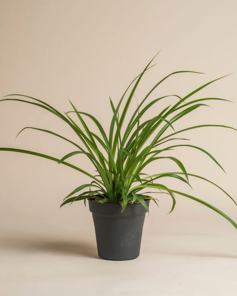 Die Grüne Grünlilie - feey mit langen, geschwungenen Blättern wächst in einem schlichten schwarzen Topf vor beigem Hintergrund - ideal für ein tierfreundliches Zuhause.