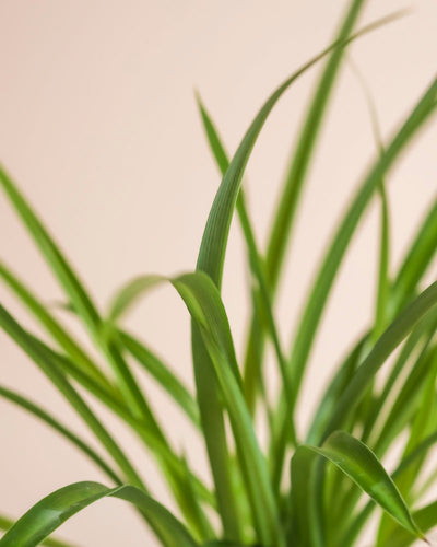 Nahaufnahme der langen, schlanken grünen Blätter der Grünen Grünlilie - feey, einer pflegeleichten und tierfreundlichen Zimmerpflanze, vor einem weichen beigen Hintergrund.