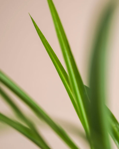 Nahaufnahme der langen, spitzen Blätter der Grünen Grünlilie - feey vor einem sanften beigen Hintergrund - perfekt für alle, die eine pflegeleichte, haustierfreundliche Pflanze mit einer minimalistischen und natürlichen Ästhetik suchen.