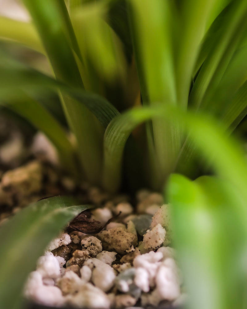 Nahaufnahme der Grünen Grünlilie - aus dem Boden sprießende Blätter, die mit kleinen weißen Steinen bedeckt sind, mit einem unscharfen Hintergrund für einen weichen, natürlichen Effekt.