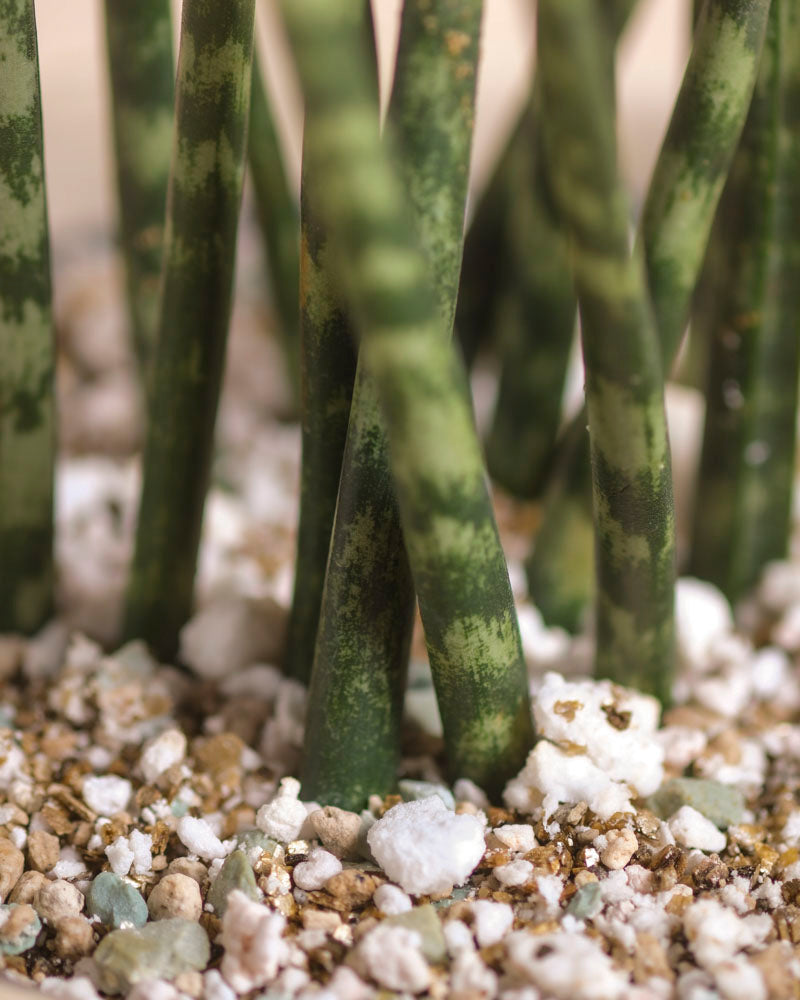 Nahaufnahme von Sansevieria 'Mikado' - feige Basis, mit aufrechten, grün gestreiften Stämmen, die in einer mit weißem Perlit und kleinen Kieselsteinen gemischten Erde wachsen.