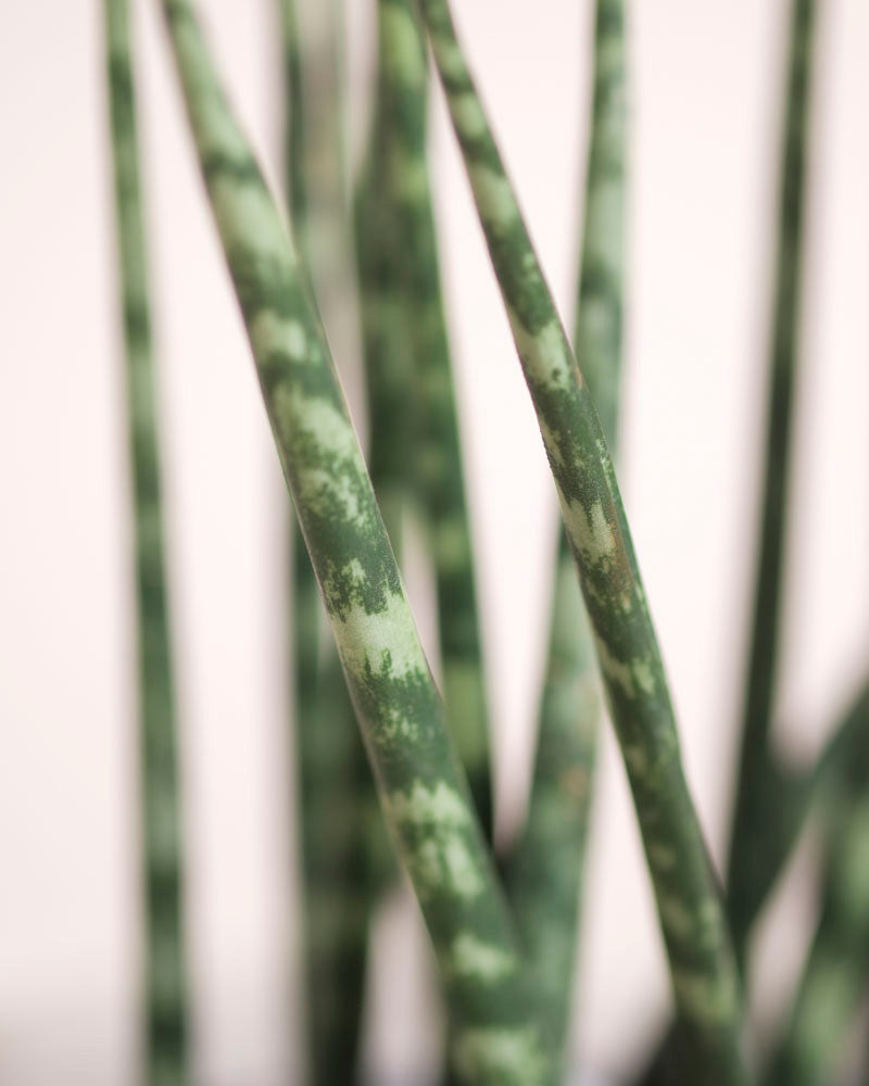 Nahaufnahme der aufrechten Sansevieria 'Mikado' - feige Blätter mit hellen Querstreifen vor einem weichen, neutralen Hintergrund.