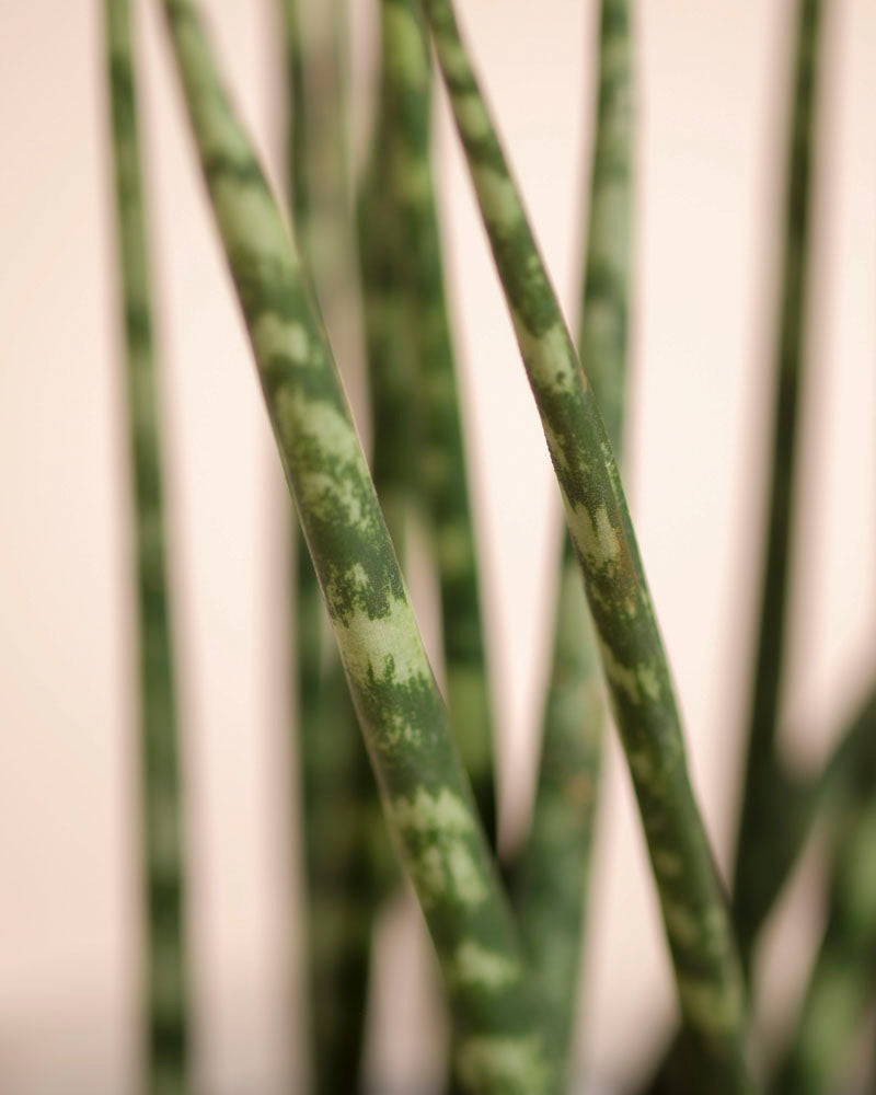 Nahaufnahme der aufrechten grünen Sansevieria 'Mikado' - die Blätter sind hell- und dunkelgrün gesprenkelt und stehen vor einem sanft verschwommenen Hintergrund.