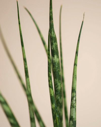 Nahaufnahme von Sansevieria 'Mikado' - feey, die ihre langen, schmalen grünen Blätter mit hellen und dunklen Sprenkeln vor einem einfarbig beigen Hintergrund zeigt.