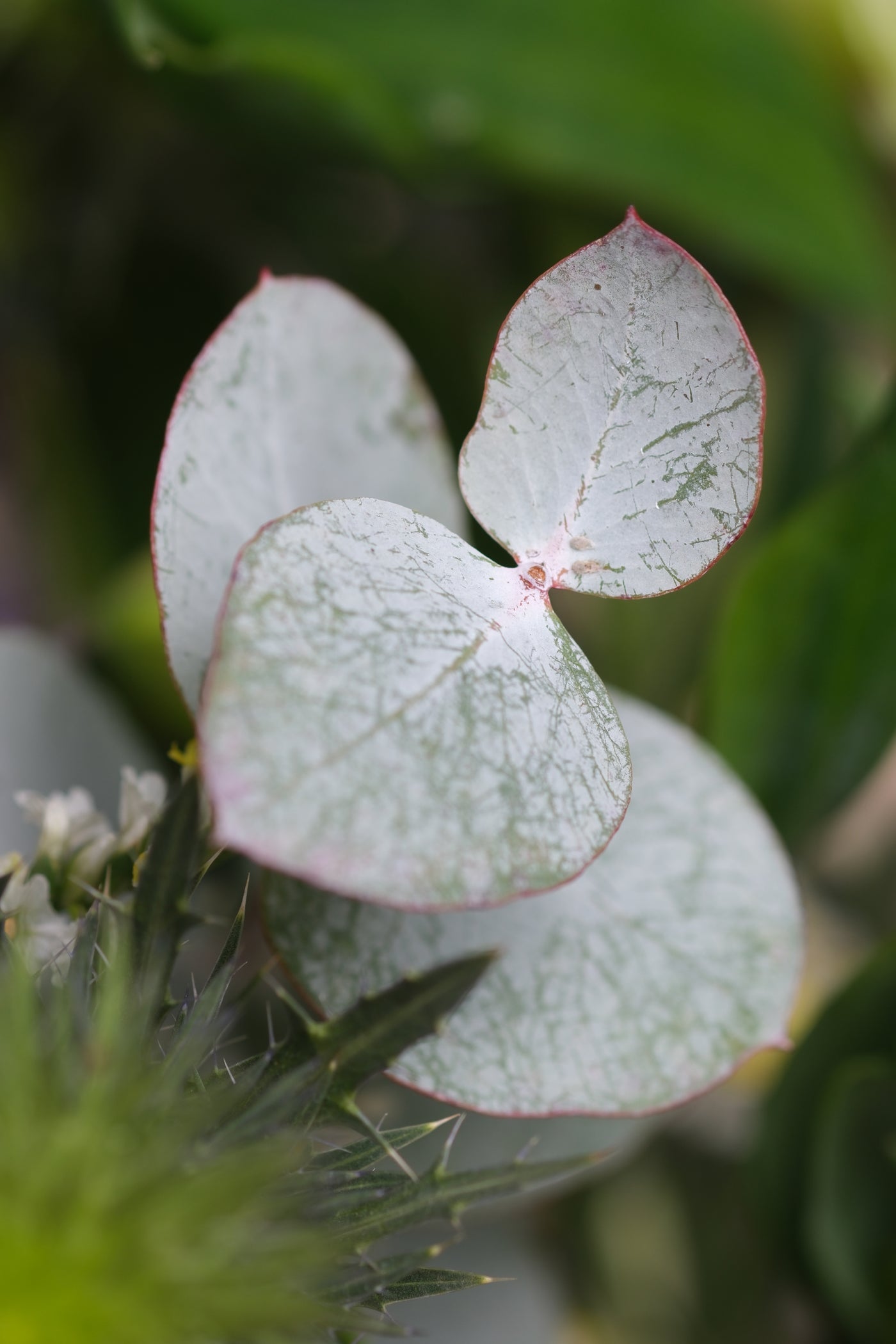 Nahaufnahme von drei blassgraugrünen Nebelmeerblättern mit rosafarbenen Rändern und sichtbaren Adern vor einem verschwommenen grünen Hintergrund. In der unteren linken Ecke ist stacheliges grünes Laub zu sehen.