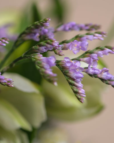Nahaufnahme von Nebelmeers zarten Blüten mit kleinen Blütenblättern und grünen Stängeln, bestäubt mit Morgentau, vor einem weichen, verschwommenen Hintergrund aus Grün- und Beigetönen.