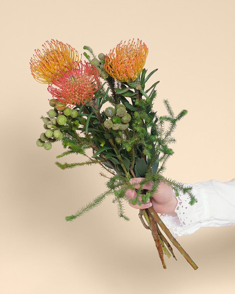 Eine Hand in einem weißen Ärmel mit Spitzenmanschetten hält "Couture", einen Strauß aus orangefarbenen Nadelkissenproteen und grünem Laub, der feurige Farbtöne vor einem schlichten beigen Hintergrund zeigt.