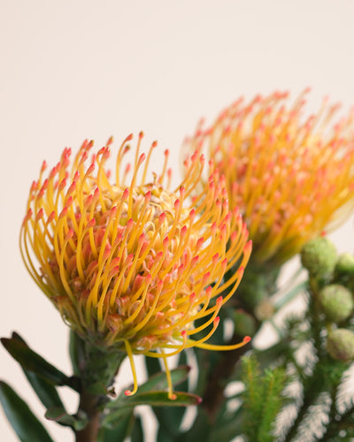 Nahaufnahme von zwei orangefarbenen und gelben Couture-Nadelkissen-Protea-Blüten, deren lange, geschwungene Blütenblätter und grüne Blätter an den Haute-Couture-Stil erinnern, vor einem hellen, neutralen Hintergrund.