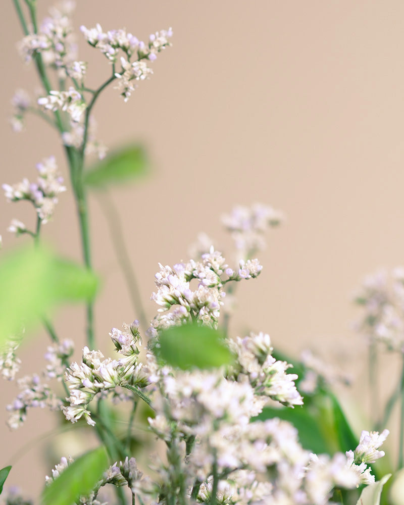Zarte weiße Wildblumen mit gebündelten Blüten und grünen Blättern auf einem sanften beigen Hintergrund evozieren den sanften Charme von Luftkuss und fangen die minimalistische Schönheit dieses eleganten Blumenarrangements ein.