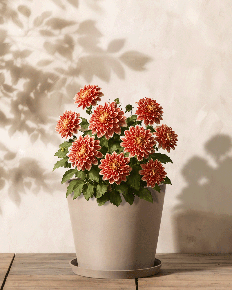 Ein Topf mit Dahlien (Orangenfäule) mit gelber Mitte und grünen Blättern steht auf einer Holzoberfläche. Weiche Blattschatten auf der strukturierten Lichtwand verstärken die Szene und erzeugen eine Aura, die an mystische Blumen erinnert.