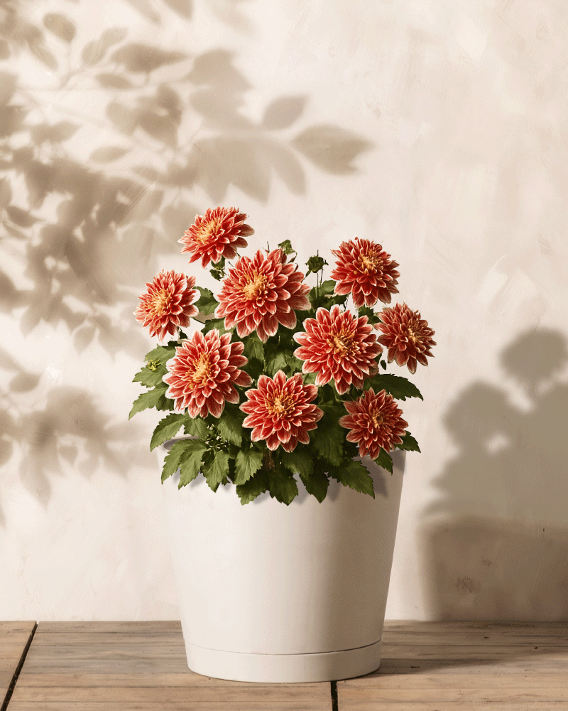 Ein weißer Topf mit leuchtend orangeroten Dahlien (Orangerot) mit weißen Blütenspitzen und üppigen grünen Blättern steht anmutig auf einer Holzoberfläche, während das Sonnenlicht weiche Schatten auf eine cremefarbene Wand im Hintergrund wirft.