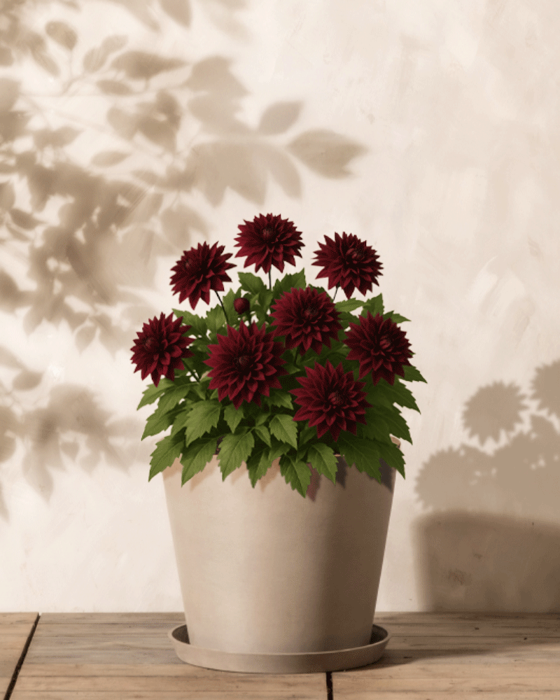 Ein beiger Topf mit üppigen grünen Blättern und mehreren Dahlienblüten (dunkelrot) steht auf einer Holzoberfläche und wirft weiche Schatten auf eine helle Wand.
