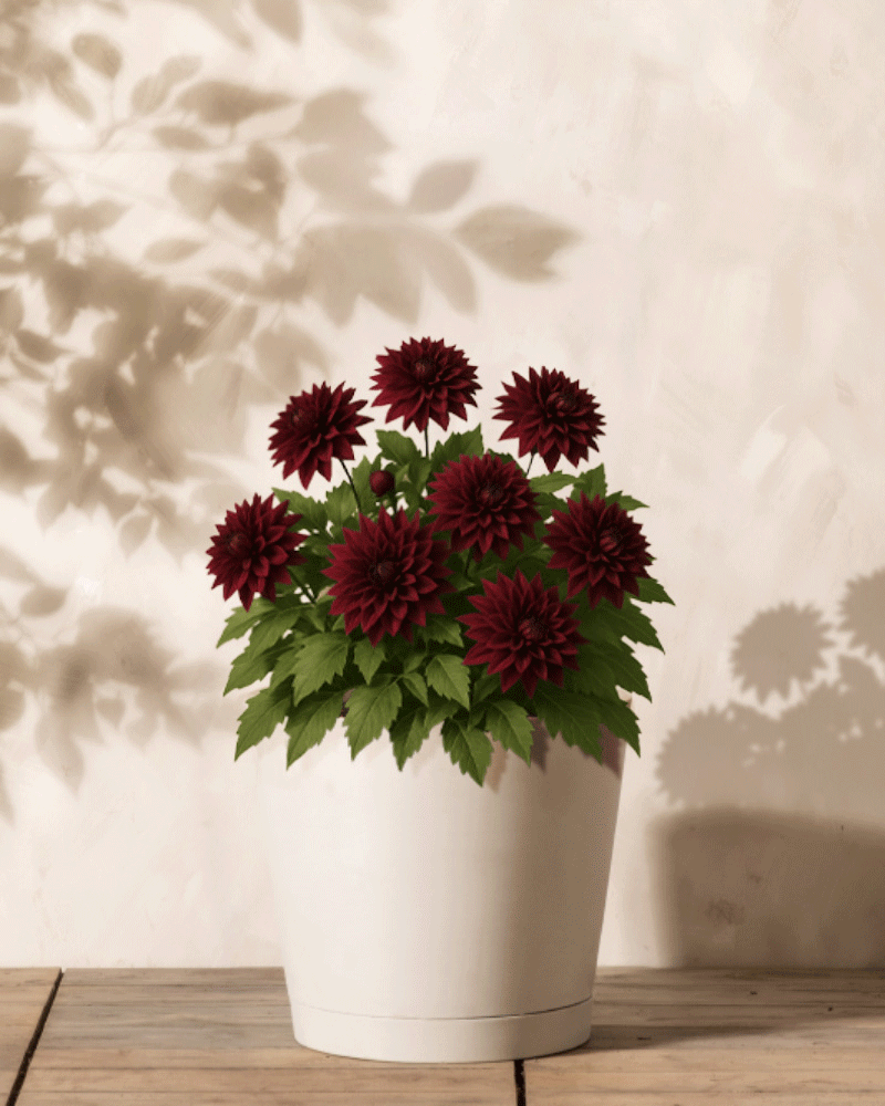 Ein weißer Topf zeigt eine Dahlie (dunkelrot) mit tiefroten Blüten und üppigen grünen Blättern auf einer Holzoberfläche vor einer beigen Wand mit weichen Blattschatten – eine ideale Szene, um zum Pflanzen zu inspirieren.