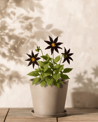 Eine Topfpflanze mit Stern-Dahlien blüht mit dunklen sternförmigen Blüten und leuchtend grünen Blättern auf Holz. Weiche Schatten erzeugen eine anmutige Silhouette vor der hellen Wand dahinter.