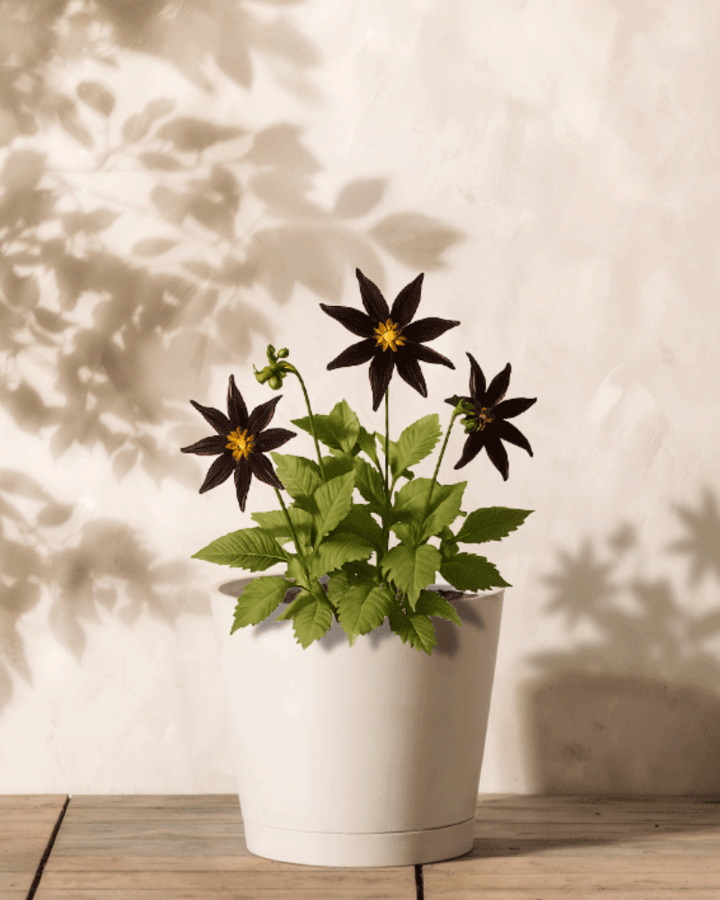 Eine Stern-Dahlie (dunkelrot) im Topf mit sternförmigen, dunkelvioletten Blüten und leuchtend grünen Blättern steht auf einer Holzoberfläche. Ihr Schatten erzeugt Tiefe und Kontrast vor der cremefarbenen strukturierten Wand dahinter.
