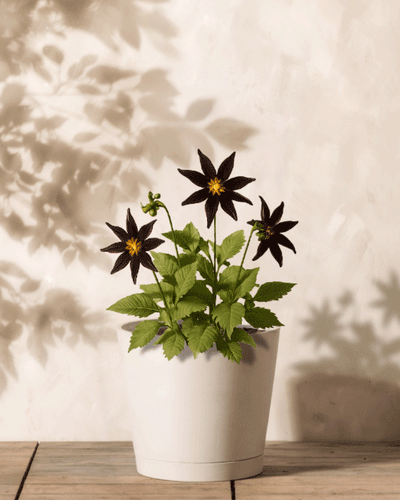 Eine Stern-Dahlie (dunkelrot) im Topf mit sternförmigen, dunkelvioletten Blüten und leuchtend grünen Blättern steht auf einer Holzoberfläche. Ihr Schatten erzeugt Tiefe und Kontrast vor der cremefarbenen strukturierten Wand dahinter.