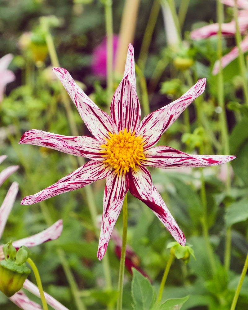 Eine Nahaufnahme einer Stern-Dahlienblüte (weiß) mit sternförmigen weißen Blütenblättern mit dunkelrosa Streifen und einer leuchtend gelben Mitte vor einem grünen Blatthintergrund mit verschwommenen Blüten.