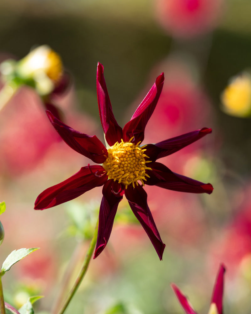 Eine Nahaufnahme einer Stern-Dahlie (dunkelrot) mit gedrehten Blütenblättern und einer leuchtend gelben Mitte vor einem unscharfen Hintergrund aus rosa und weißen Blüten in weichem Fokus.