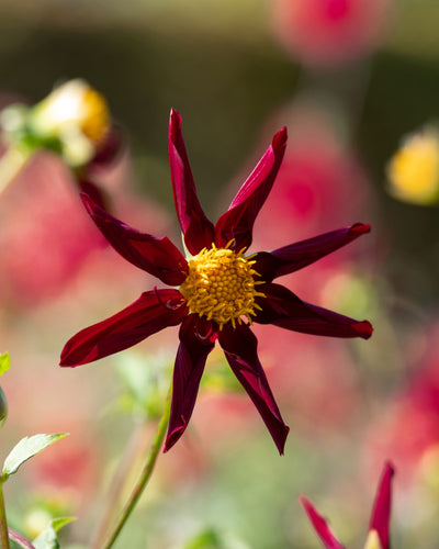 Eine Nahaufnahme einer Stern-Dahlie (dunkelrot) mit gedrehten Blütenblättern und einer leuchtend gelben Mitte vor einem unscharfen Hintergrund aus rosa und weißen Blüten in weichem Fokus.