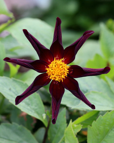Eine dunkelbraune, sternförmige Blüte mit schlanken Blütenblättern umgibt ein leuchtend gelbes Zentrum, ähnlich wie bei der eleganten Stern-Dahlie (dunkelrot), vor einem Hintergrund aus üppigen grünen Blättern.