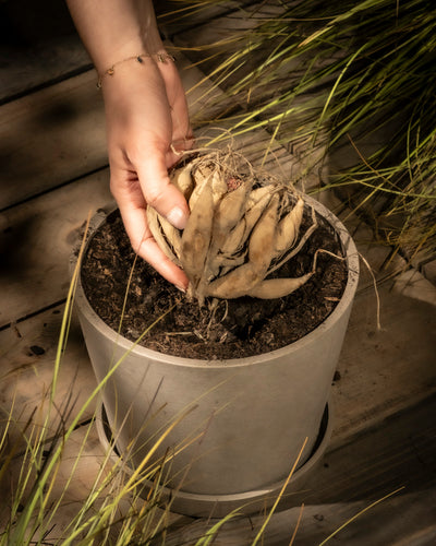 Eine Hand legt eine ruhende Stern-Dahlien-Zwiebel (dunkelrot) in einen mit Erde gefüllten Topf auf einer Holzoberfläche, umgeben von dünnen, grünen, grasähnlichen Pflanzen, unter sanftem, warmem Licht.