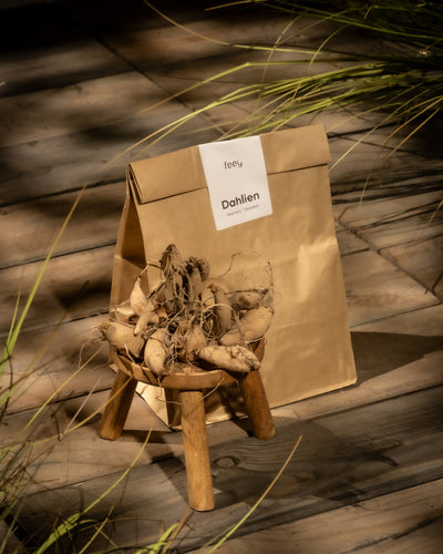 Eine braune Papiertüte mit der Aufschrift „Dahlien“ liegt auf einer Holzfläche, beleuchtet von Sonnenlicht und Schatten. Davor steht ein kleiner Hocker mit getrockneten Zwiebelwurzeln, aus denen später Stern-Dahlien (dunkelrot) blühen werden. Grünpflanzen rahmen diese ruhige Szene teilweise ein und erinnern an die stille Eleganz der Natur.