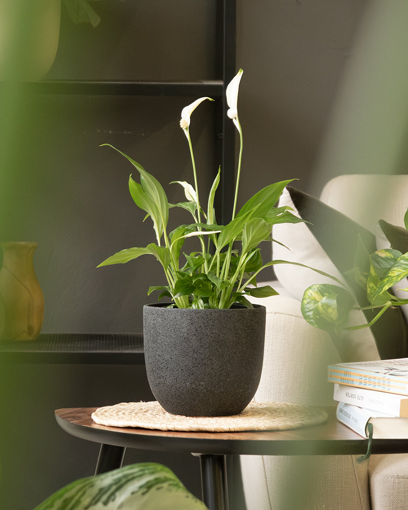 Eine dunkelgraue Topfpflanze mit grünen Blättern und weißen Blüten steht auf einem runden gewebten Tischset auf einem hölzernen Beistelltisch. Im Hintergrund ist ein gemütliches Wohnzimmer mit einem Stuhl, einem Stapel Bücher und einer weiteren Pflanze zu sehen. Das Keramik-Topfset „Direito“ (2 × 18, 2 × 14) verleiht eine handwerkliche Note, während das Grün im Vordergrund die Szene einrahmt.