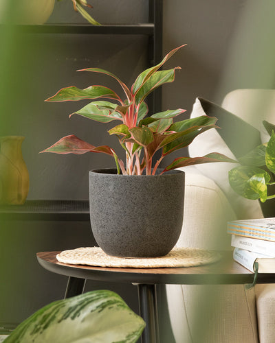 Eine Topfpflanze mit grünen und rosa Blättern steht auf einer runden, geflochtenen Matte auf einem kleinen Holztisch. Die Pflanze steht in einem schlichten, dunkelgrauen Topf. Im Hintergrund steht eine beige Couch mit Büchern und ein weiteres Keramik-Topfset „Direito“ (18, 16, 7) ist teilweise sichtbar.