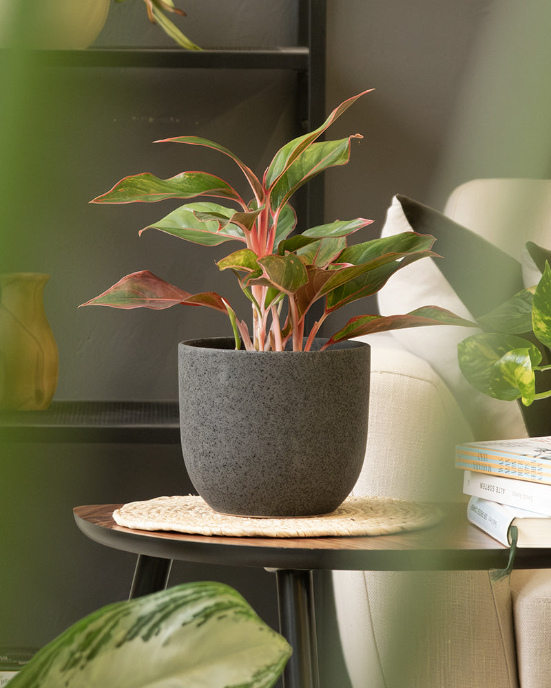 Eine Topfpflanze mit grünen und rosa Blättern steht in einem Keramik Topfset 'Direito' (22, 16, 14) auf einer runden, beigen Unterlage auf einem dunklen Holz-Beistelltisch. Neben der Pflanze steht auf dem Tisch ein Stapel Bücher. Im Hintergrund befinden sich eine hellbeige Couch und ein graues Regal mit weiteren *Zimmerpflanzen*, die eine gemütliche Wohnatmosphäre schaffen.