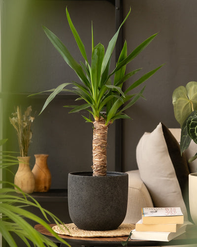 Eine Yucca-Pflanze mit langen grünen Blättern steht auf einer geflochtenen Matte in einem modernen Wohnzimmer. Dahinter sind eine beige Couch, gestapelte Bücher und ein Keramik-Topfset „Direito“ (2 × 18) zu sehen, die eine gemütliche und stilvolle Atmosphäre schaffen.