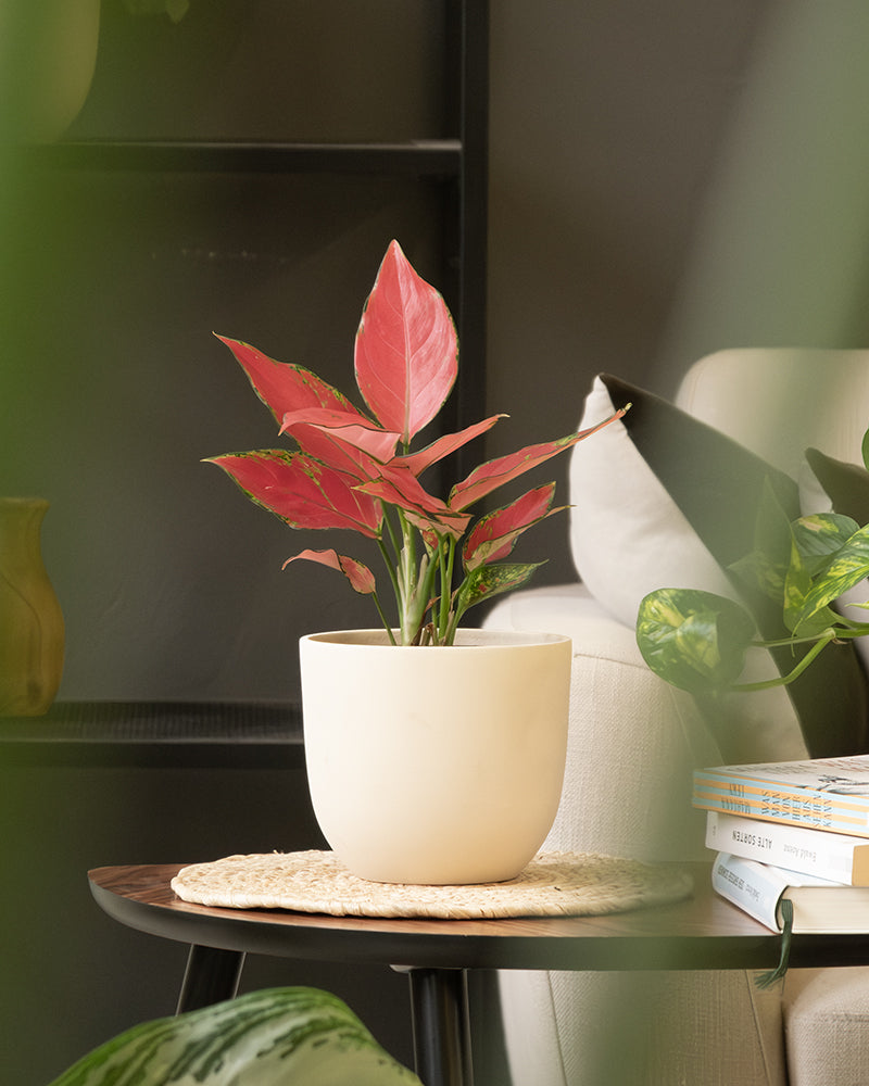 Eine kleine Zimmerpflanze mit leuchtend rosa und grünen Blättern steht in einem handgefertigten cremefarbenen Keramik-Topfset „Direito“ (18, 16) auf einem runden Holztisch. Der Tisch verfügt über eine gewebte Unterlage unter dem Topf und steht neben einem Stapel Bücher und einem hellen Sofa. Verschwommenes Grün umrahmt den Vordergrund.