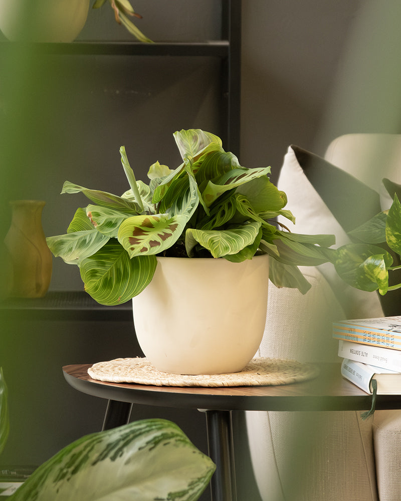 Ein Keramik-Topfset „Direito“ (2 x 16, 7) mit leuchtend grünen und kastanienbraunen Blättern steht auf einem geflochtenen Untersetzer auf einem runden Holztisch. Um den Tisch herum stehen weitere Zimmerpflanzen, ein beiger Stuhl, ein Stapel Bücher und eine verschwommene grüne Pflanze im Vordergrund, die eine gemütliche Innenatmosphäre schaffen.