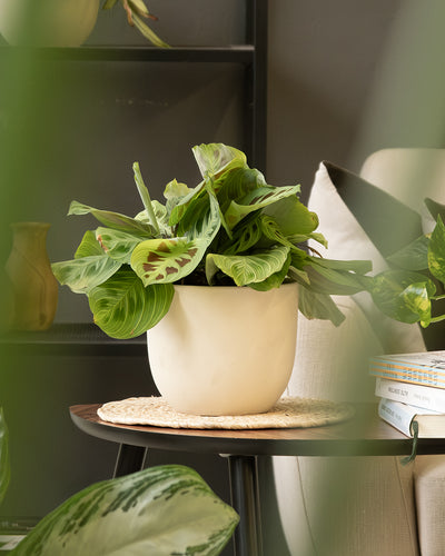 Auf einem kleinen Tisch steht eine Calathea-Topfpflanze mit leuchtend grünen Blättern und dunkelgrünen Mustern. Das Keramik-Topfset „Direito“ (22, 16, 14), eine der vielen Zimmerpflanzen, steht auf einer geflochtenen Matte neben einem Stapel Bücher. Im Hintergrund stehen ein beigefarbener Sessel und ein teilweise sichtbares Regal mit einer grünen Vase.