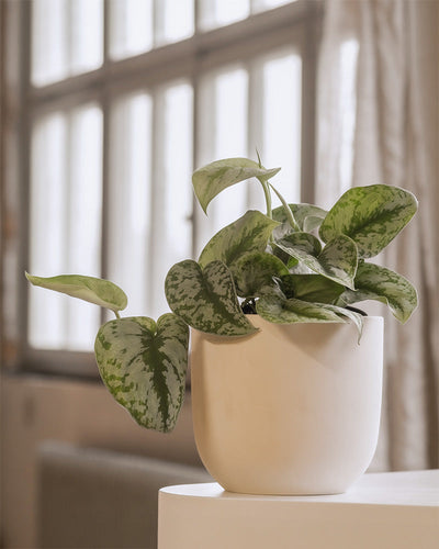 Eine Topfpflanze mit grün-weiß gefleckten Blättern steht auf einer weißen Fläche in einem warm beleuchteten Raum. Das Keramik-Topfset „Direito“ (18, 16) verleiht einen Hauch von Eleganz, während der Hintergrund große Fenster mit transparenten Vorhängen zeigt, die sanftes Licht durchlassen.