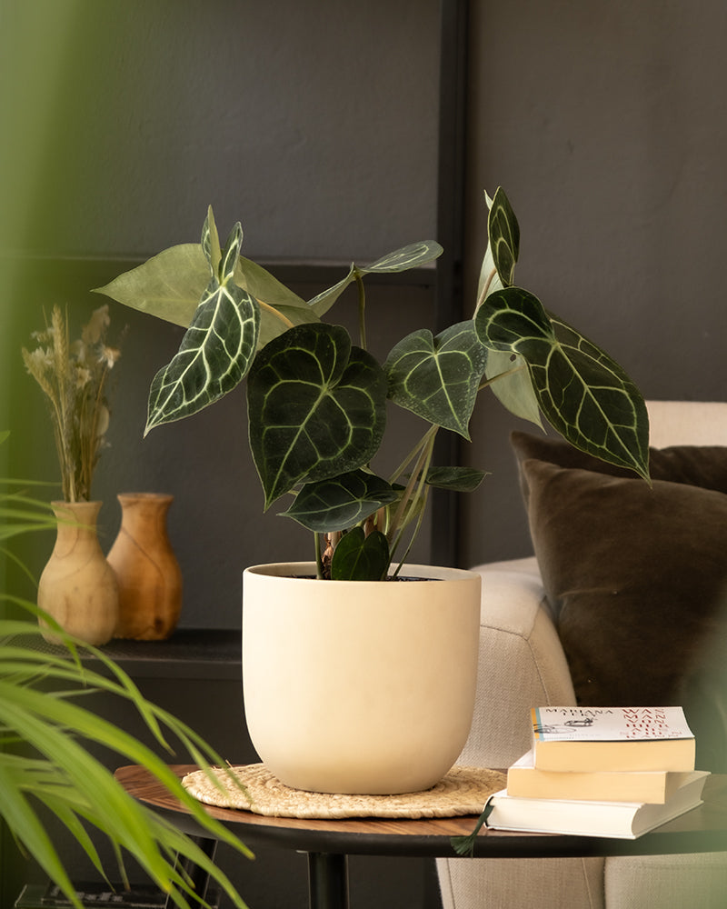 Eine Zimmerpflanze im Keramiktopfset 'Direito' (2 × 18) mit großen, dunkelgrünen Blättern steht auf einem kleinen runden Tisch in einem gemütlichen Wohnzimmer. Auf dem Tisch liegt auch ein Stapel Bücher. Im Hintergrund ist ein Teil eines beigen Sofas mit einem braunen Kissen und zwei handgefertigten Holzvasen zu sehen. Die Umgebung ist ruhig und einladend.