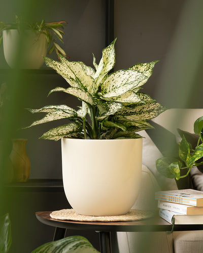 Eine große, bunte, grün-weiße Zimmerpflanze steht in einem Keramik-Topfset „Direito“ (22, 14, 2 × 7) auf einem runden Holztisch, darunter ein gewebtes Tischset. Der Hintergrund besteht aus verschwommenen grünen Blättern, einem Regal mit Dekor, einem beigen Sessel und einem Stapel Bücher.