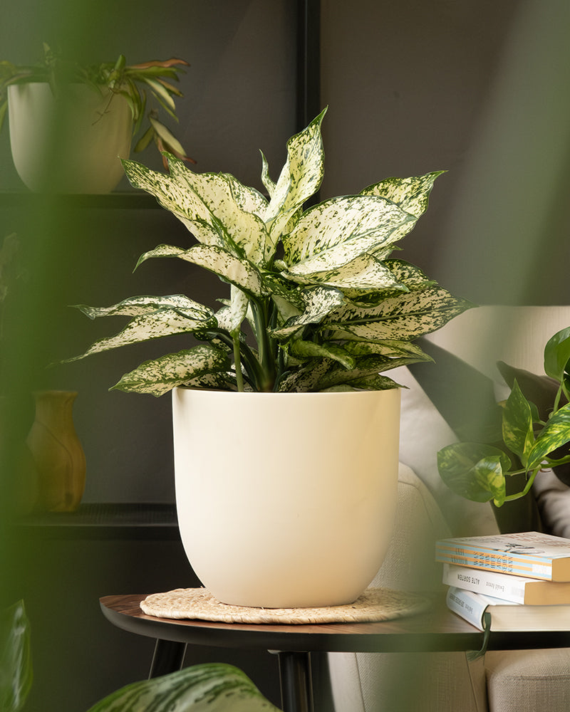 Eine Dieffenbachia-Pflanze mit großen, bunten grünen und weißen Blättern steht in einem weißen Keramik-Topfset „Direito“ (22, 18, 16, 14, 3 × 7) auf einem hölzernen Beistelltisch. Der Tisch ist mit einer gewebten Matte geschmückt und ein Stapel Bücher ist teilweise sichtbar. Andere Pflanzen und Dekorationen sind im Hintergrund verschwommen und schaffen eine gemütliche Atmosphäre.