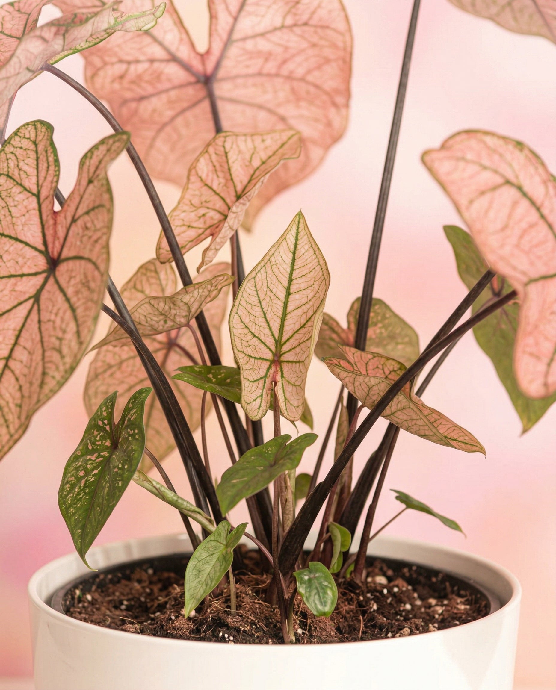 Eine Caladium 'Spring Fling' Topfpflanze mit rosa und grünen herzförmigen Blättern steht vor einem zartrosa Hintergrund. Die dunklen Stängel betonen die zarte Maserung des leuchtenden Laubs.