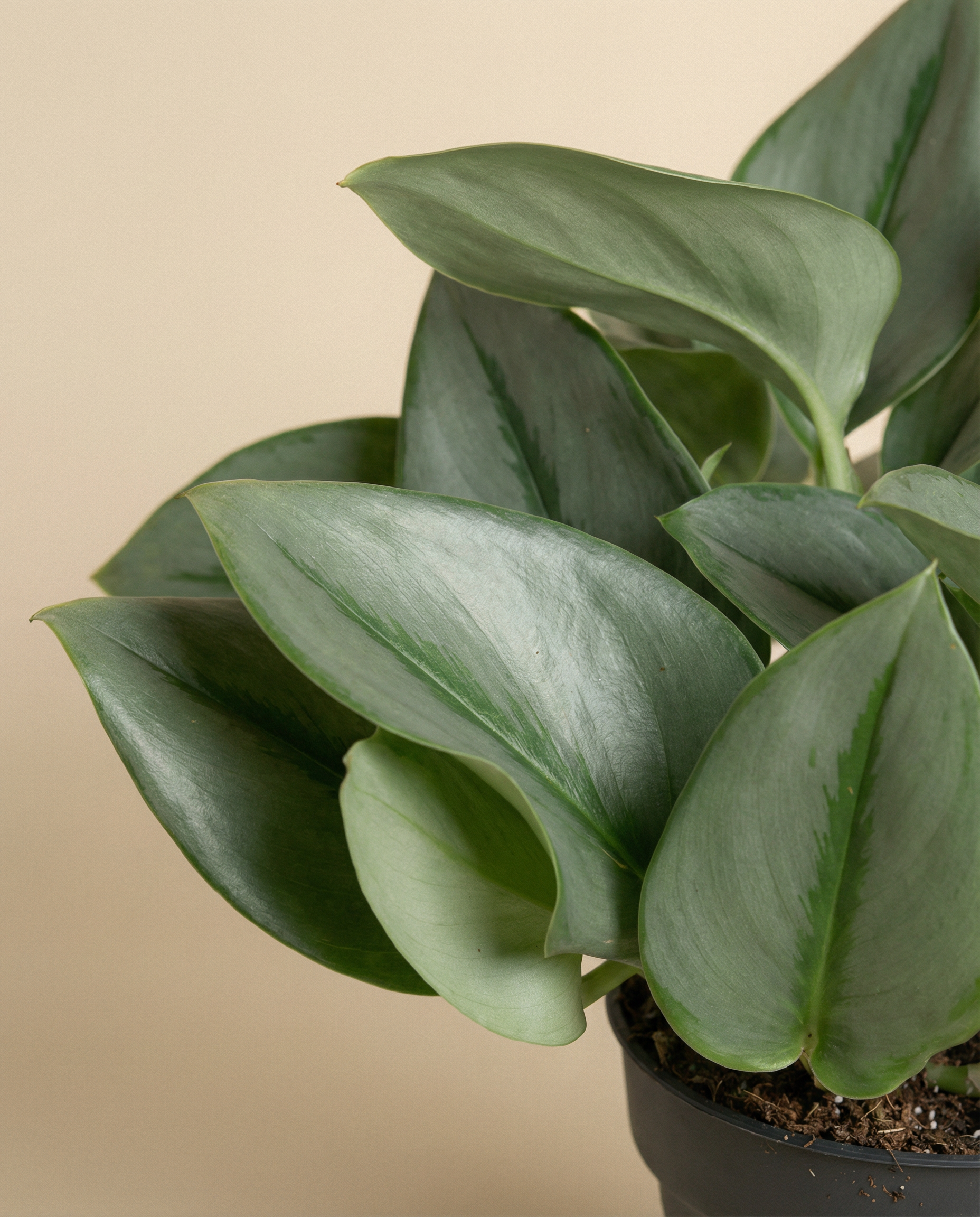 Eine Nahaufnahme der üppig grünen Efeutute 'Moonlight' Zimmerpflanze mit breiten, schimmernden Blättern in einem dunklen Topf vor einem neutralen beigen Hintergrund.