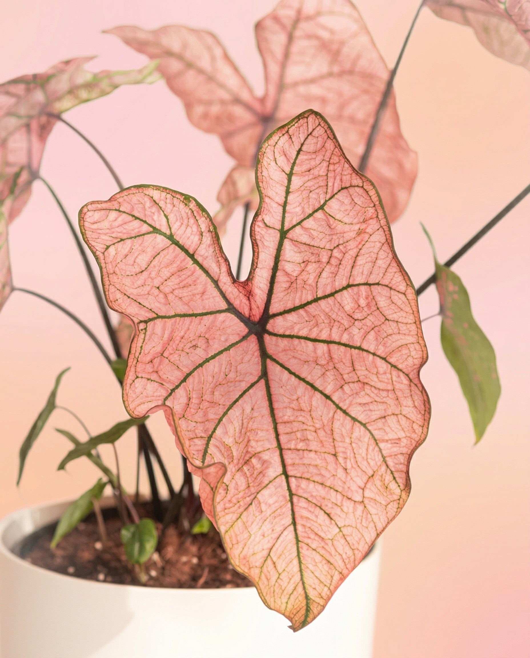 Eine Nahaufnahme von Caladium 'Spring Fling' mit einem großen, herzförmigen, rosafarbenen Blatt und grünen Adern, das in einem weißen Topf vor einem zartrosa und pfirsichfarbenen Hintergrund wächst.