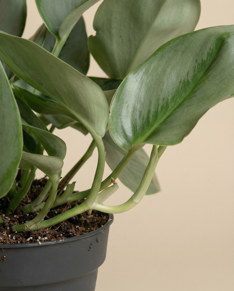 Eine Nahaufnahme der Efeutute 'Moonlight' Zimmerpflanze, die ihre breiten, glänzenden Blätter in einem schwarzen Topf mit Erde vor einem einfarbig beigen Hintergrund zeigt.