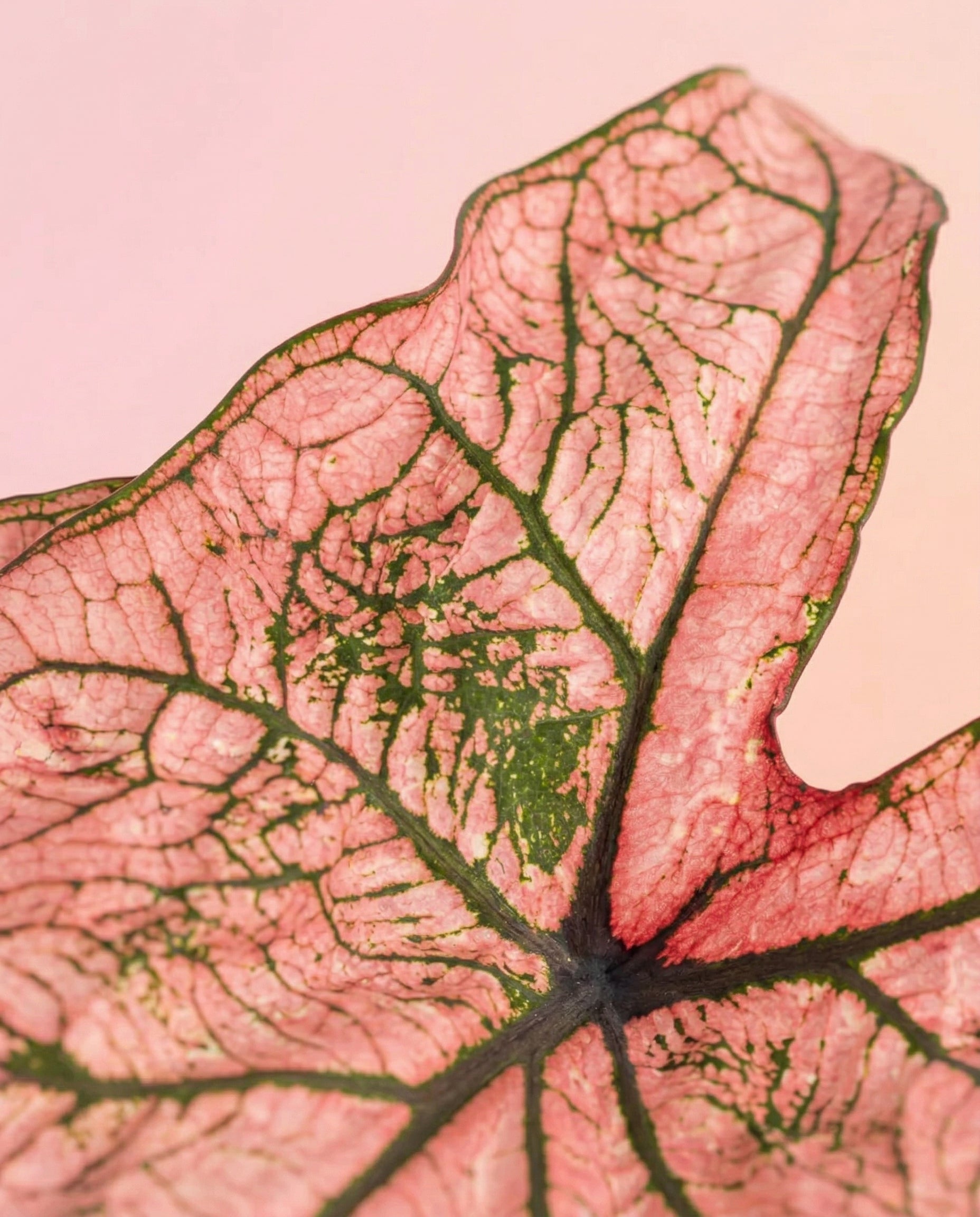Eine Nahaufnahme von Caladium 'Spring Fling' zeigt das rosafarbene Blatt mit kräftigen grünen Adern und strukturierter Oberfläche vor einem zartrosa Hintergrund.