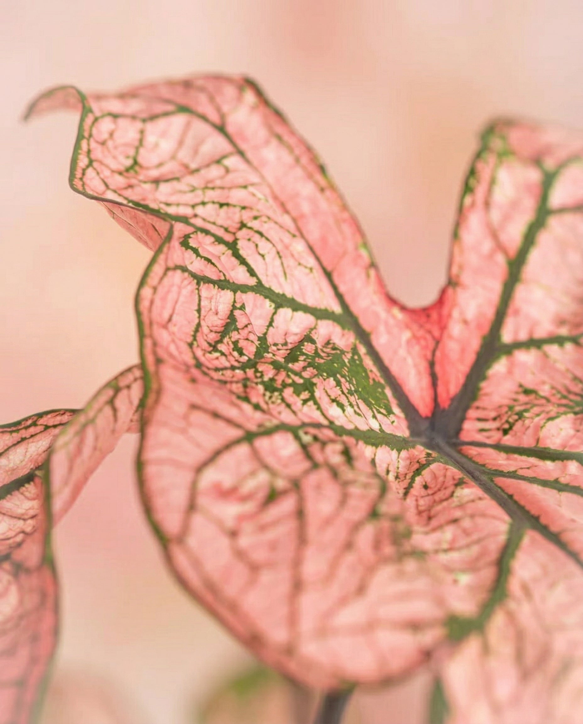 Nahaufnahme eines Caladium 'Spring Fling' Blattes mit rosa Farbe, grünen Adern und zarter Textur, weich fokussiert vor einem verschwommenen rosa Hintergrund. Das verschlungene Muster dieses auffälligen Blattes ist deutlich zu erkennen.
